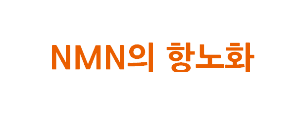 NMN 효능과 부작용 총정리
